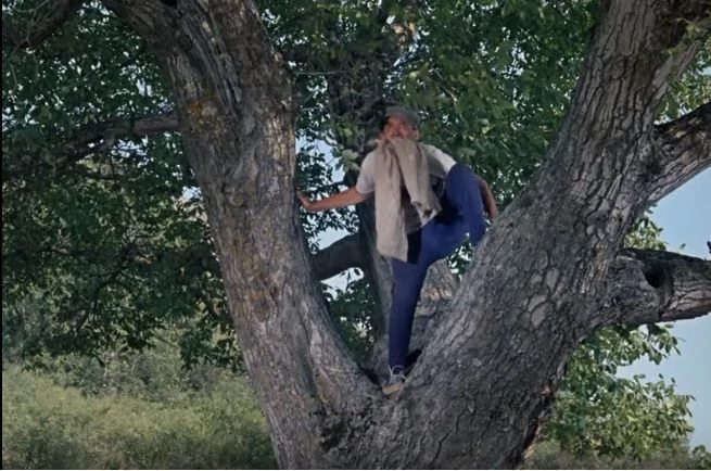 Орех Никулина.jpg Орех Никулина.jpg