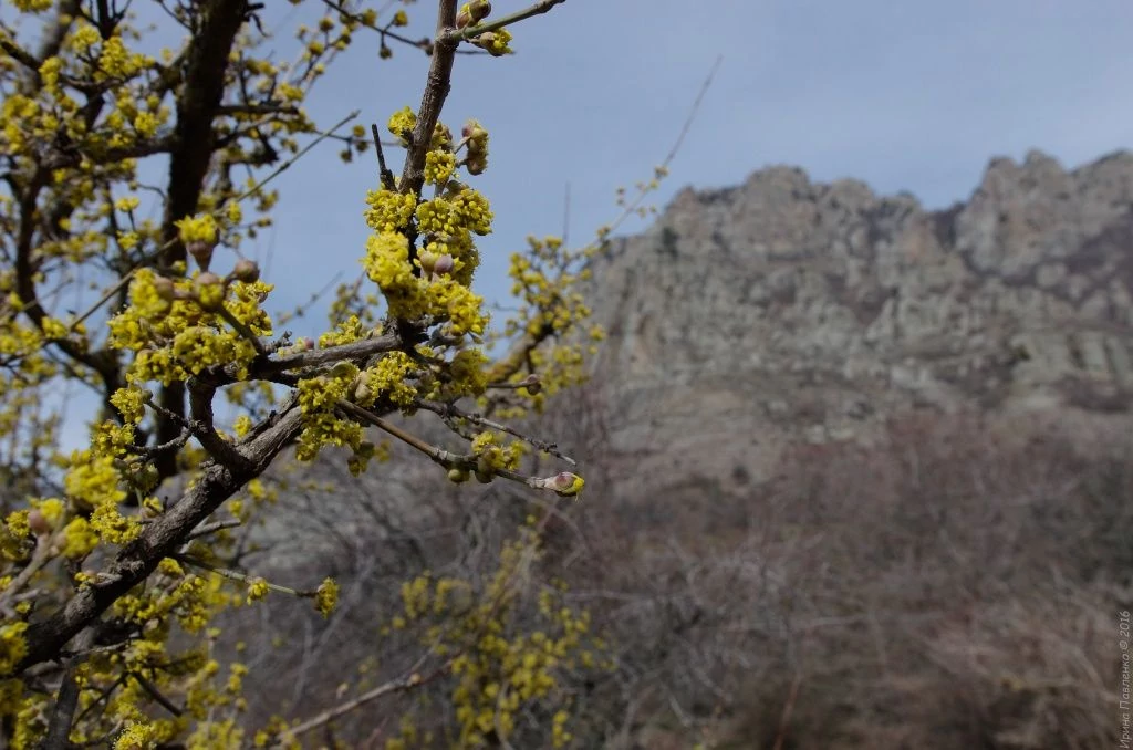 Демерджи. Фото кизила Демерджи. Фото кизила