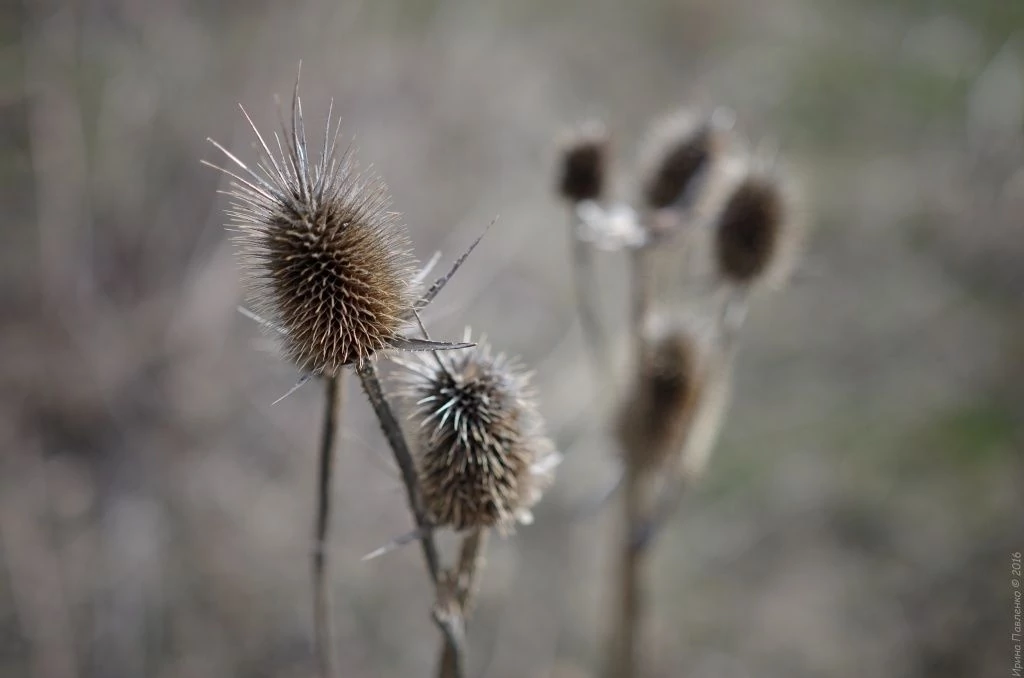 Колючка Колючка