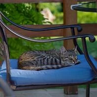 Кошка