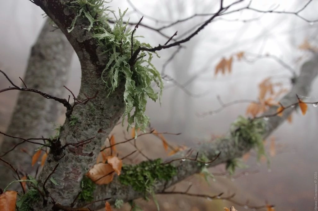 Демерджи-88.jpg Демерджи-88.jpg