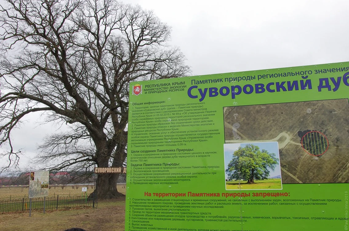 Суворовский дуб-1-7.jpg