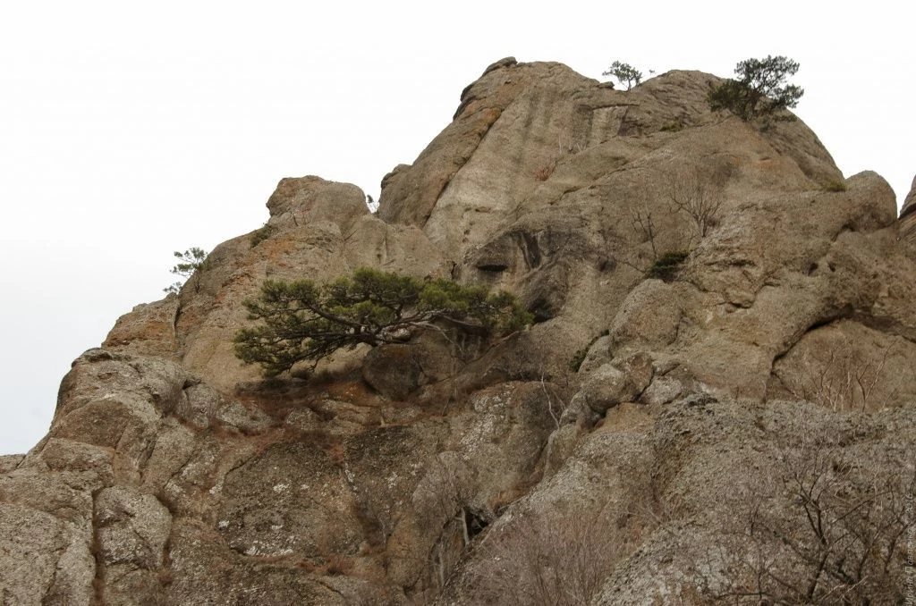 Демерджи, сосна на скале Демерджи, сосна на скале