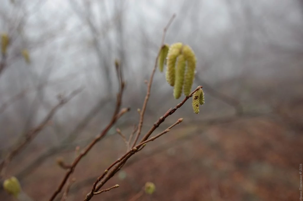 Демерджи. Цветет лещина Демерджи. Цветет лещина