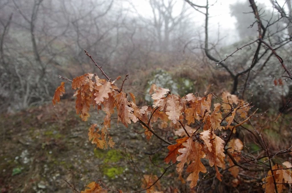 Демерджи, дуб Демерджи, дуб