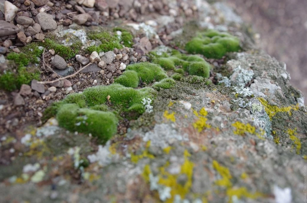 Демерджи мох и лишайник Демерджи мох и лишайник