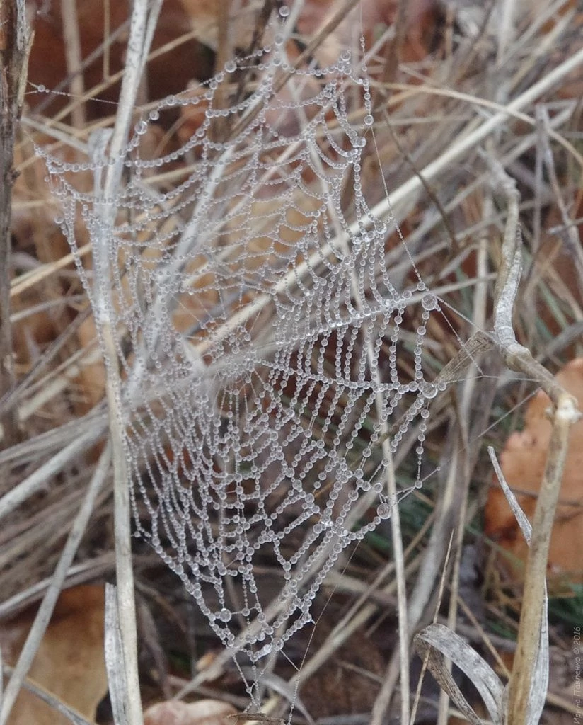 Демерджи, паутина Демерджи, паутина