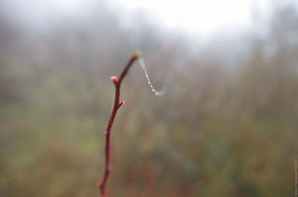 Демерджи, весна в феврале Демерджи, весна в феврале