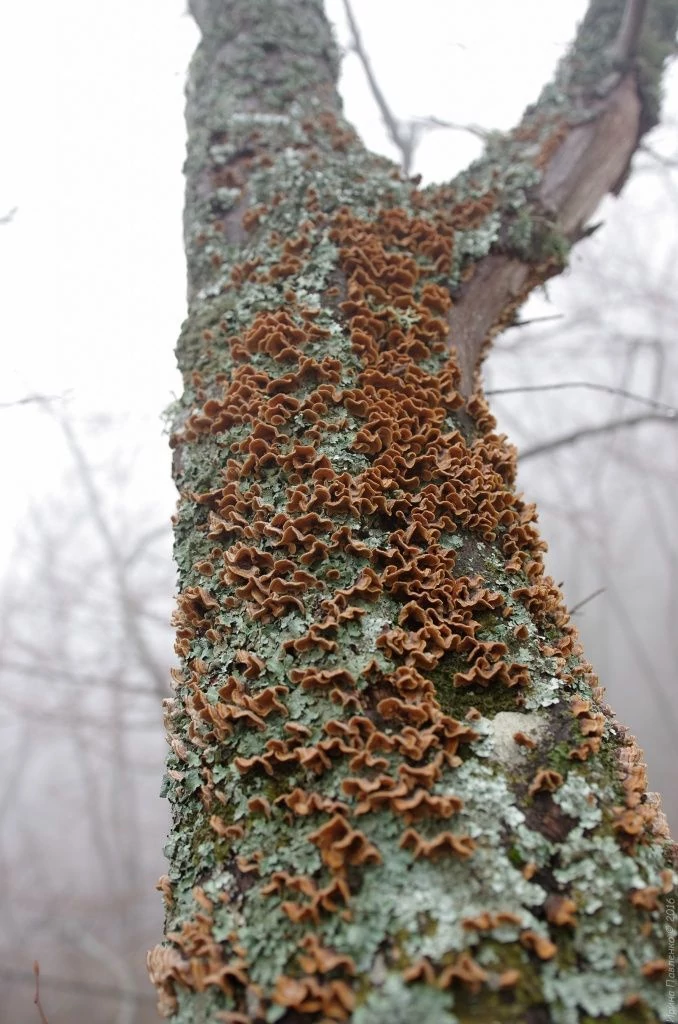 Демерджи-50.jpg Демерджи-50.jpg