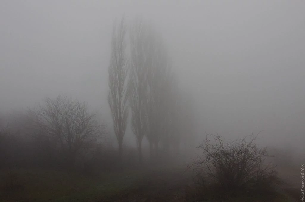 Тополя у подножия Демерджи Тополя у подножия Демерджи