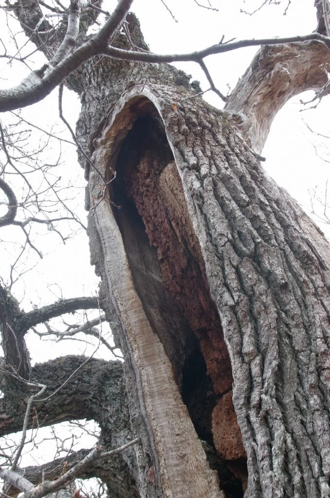 Демерджи Дерев. Фото Демерджи Дерев. Фото