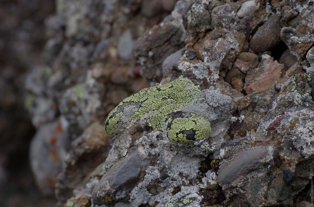 Демерджи, фото лишайников Демерджи, фото лишайников