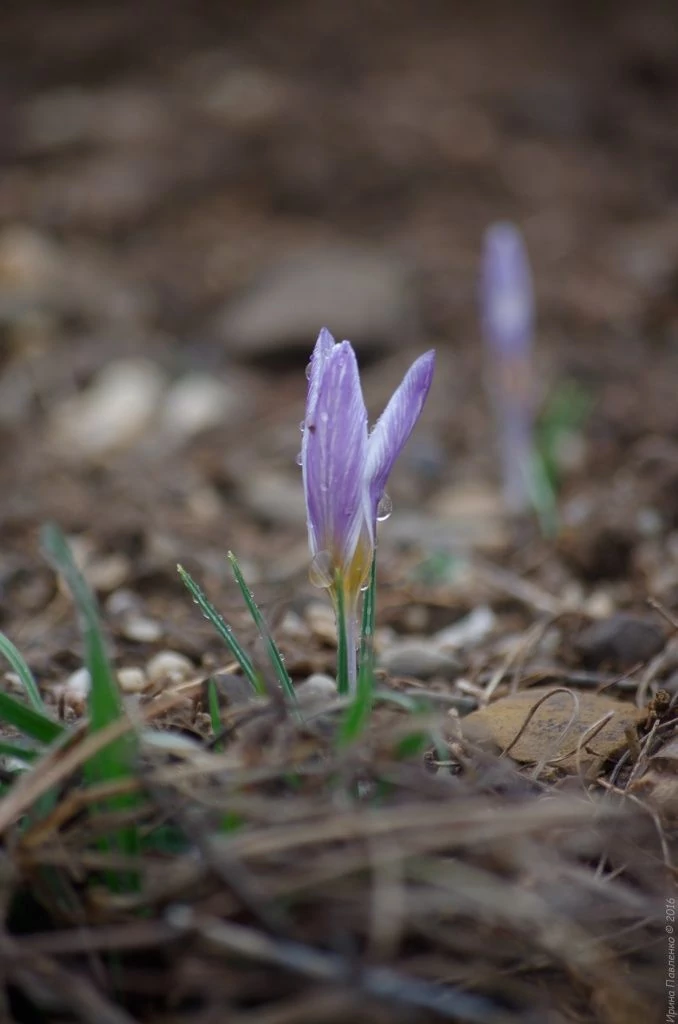 Демерджи, крокусы Демерджи, крокусы