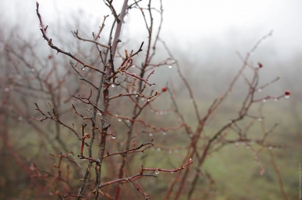 Демерджи, шиповник Демерджи, шиповник