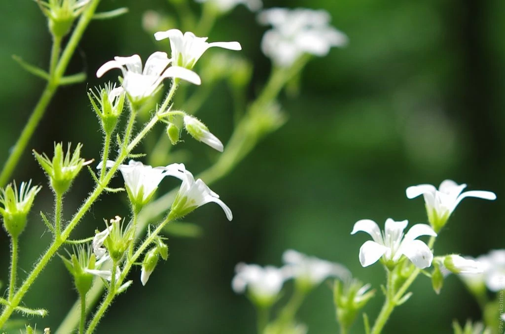 Ай-Петри, цветы букового леса