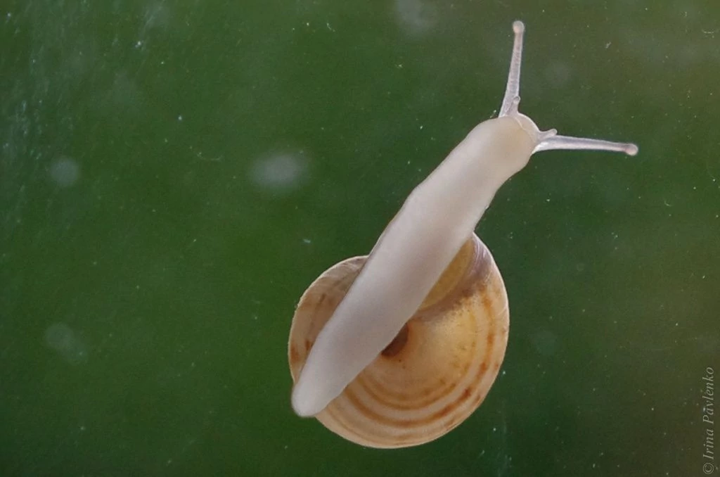 Улитка с обратной стороны