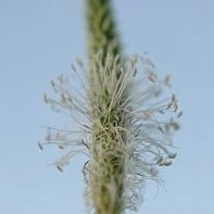 Подорожник