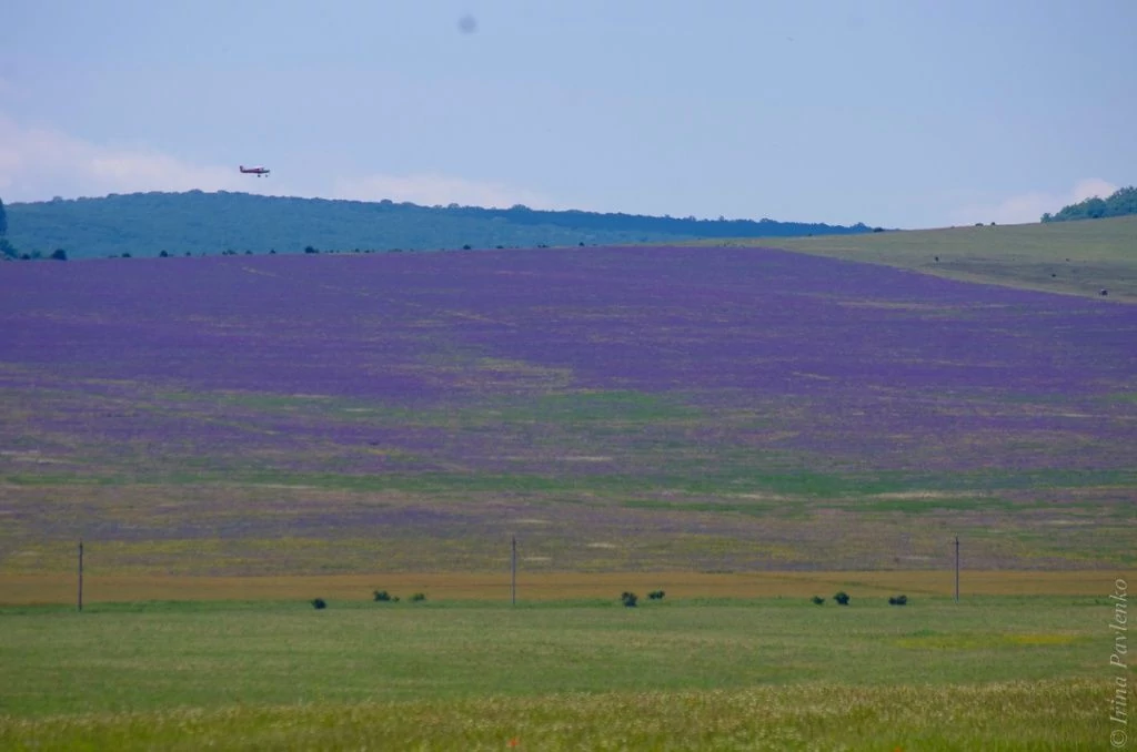 Полёт над полем лаванды в Тургеневке