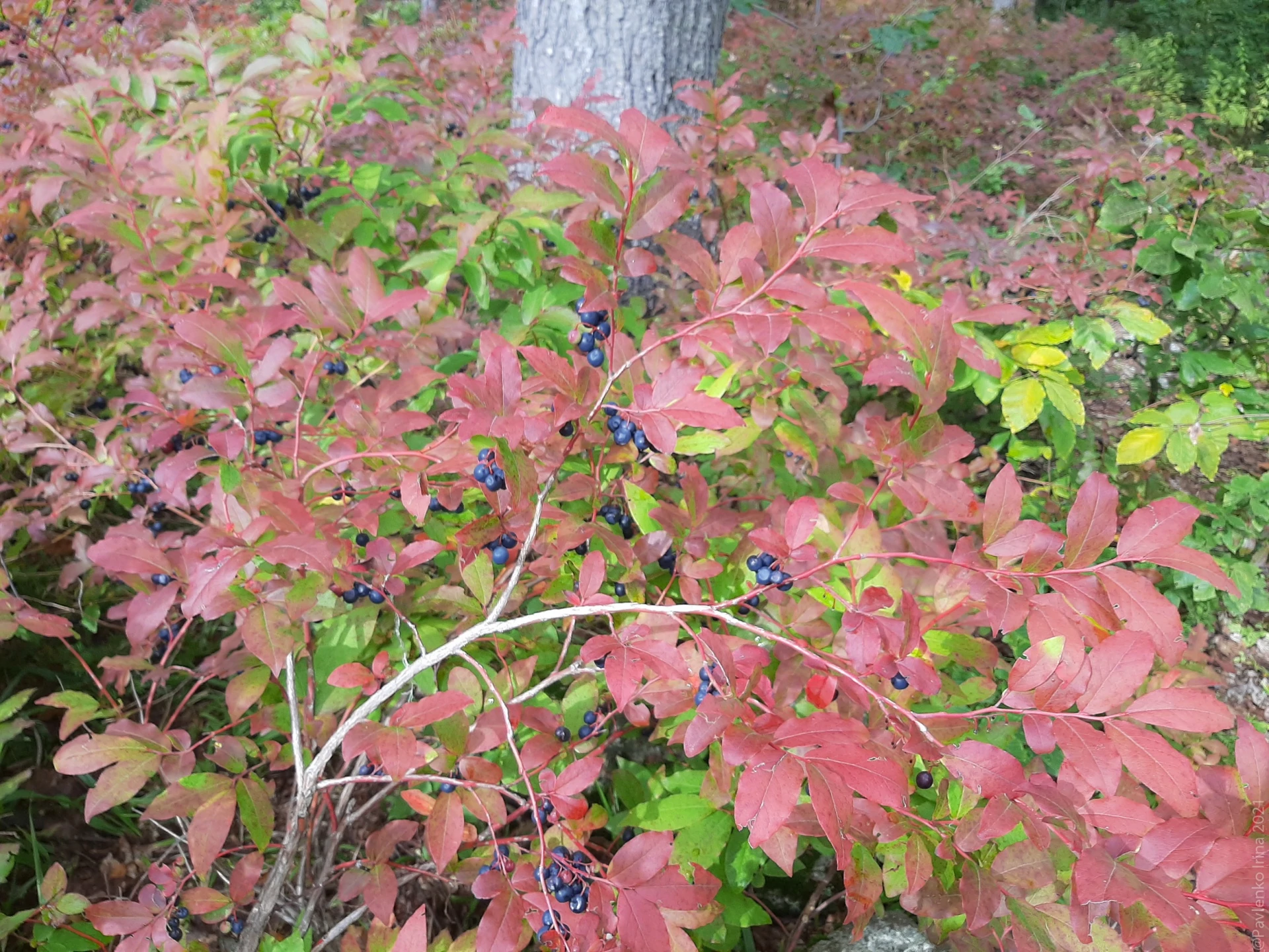 Черника.jpg Черника.jpg