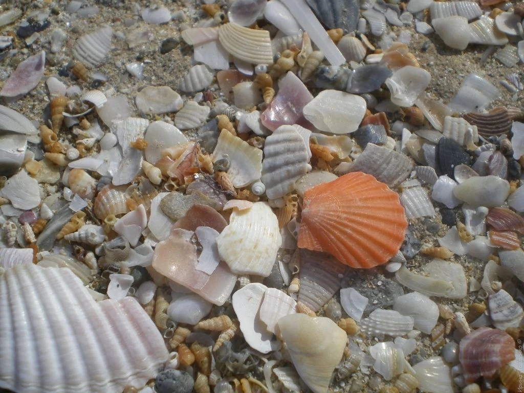 Велопоход по западному Крыму. Бакальская коса. Ракушки-2.jpg Велопоход по западному Крыму. Бакальская коса. Ракушки-2.jpg