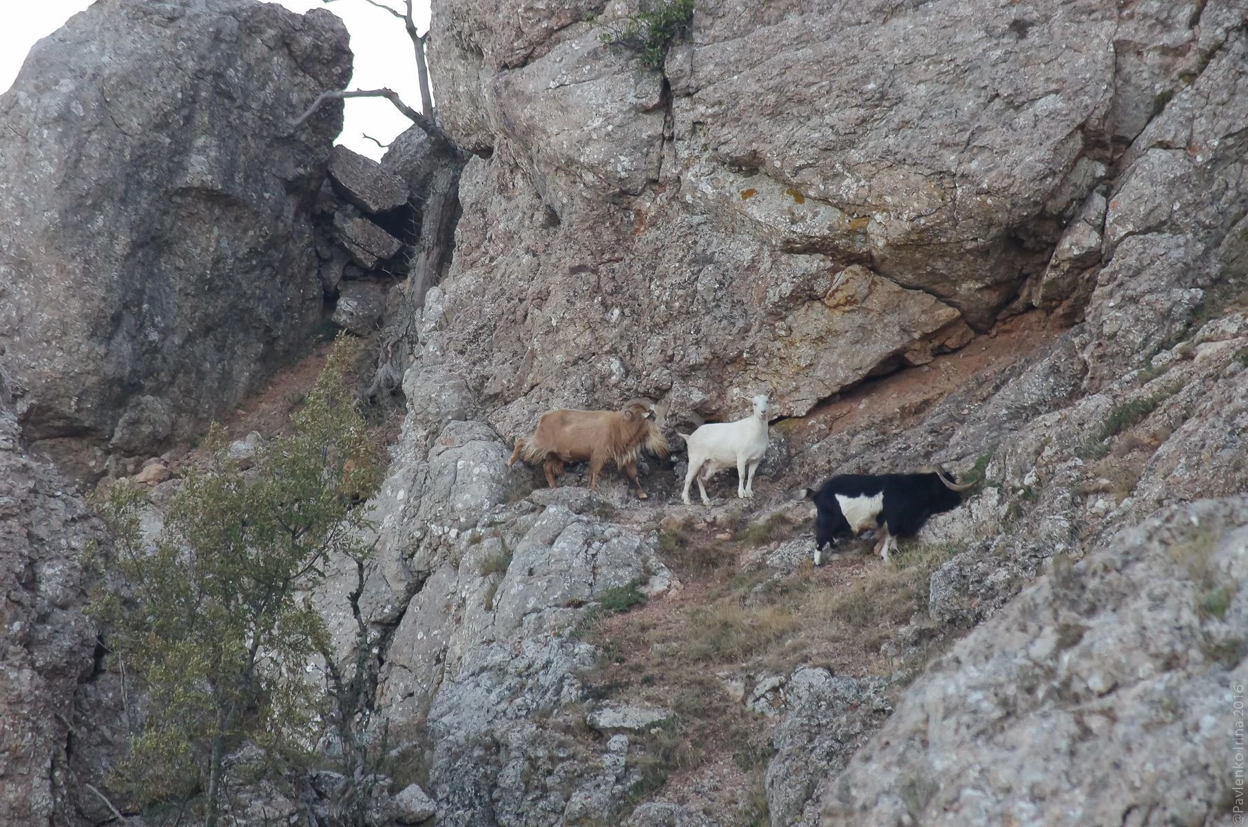 Встретили красивых диких горных козлов