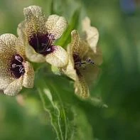 Белена чёрная