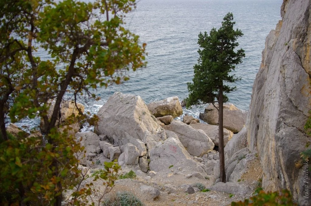 Кошка Кошка