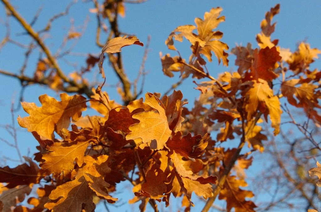 Дубовые листья.jpg