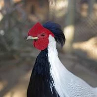 Холодная гора. Охотничий домик Хрущева