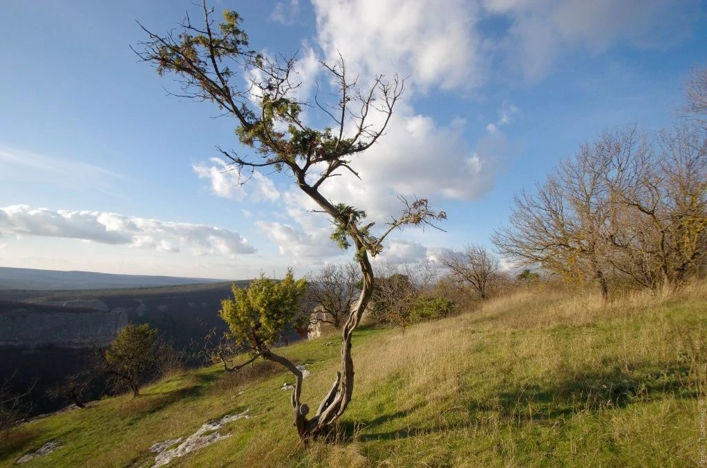 Сюйреньская крепость, можевельник.jpg