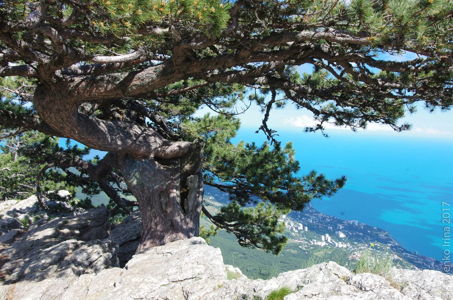 Сосна-самолет.jpg Сосна-самолет.jpg