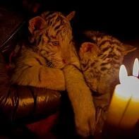 Белые бенгальские тигрята