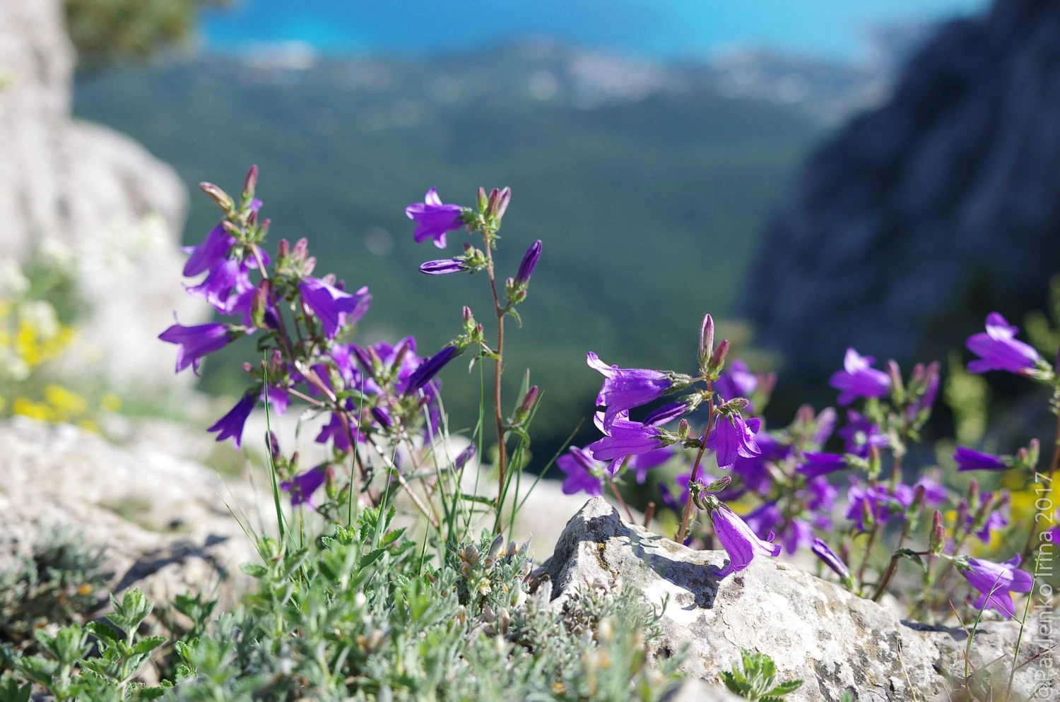 Ай-Петри, начало кореизской тропы-5.jpg Ай-Петри, начало кореизской тропы-5.jpg