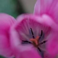 Цветы. Крым