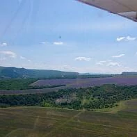 Цветение лаванды