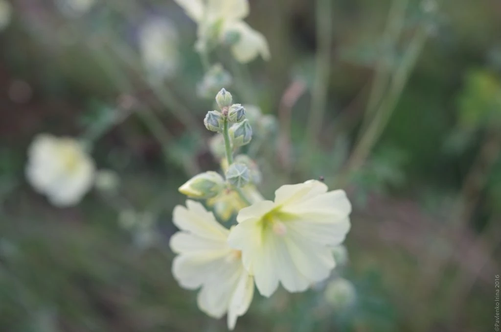 Мыс Казантип- цветы