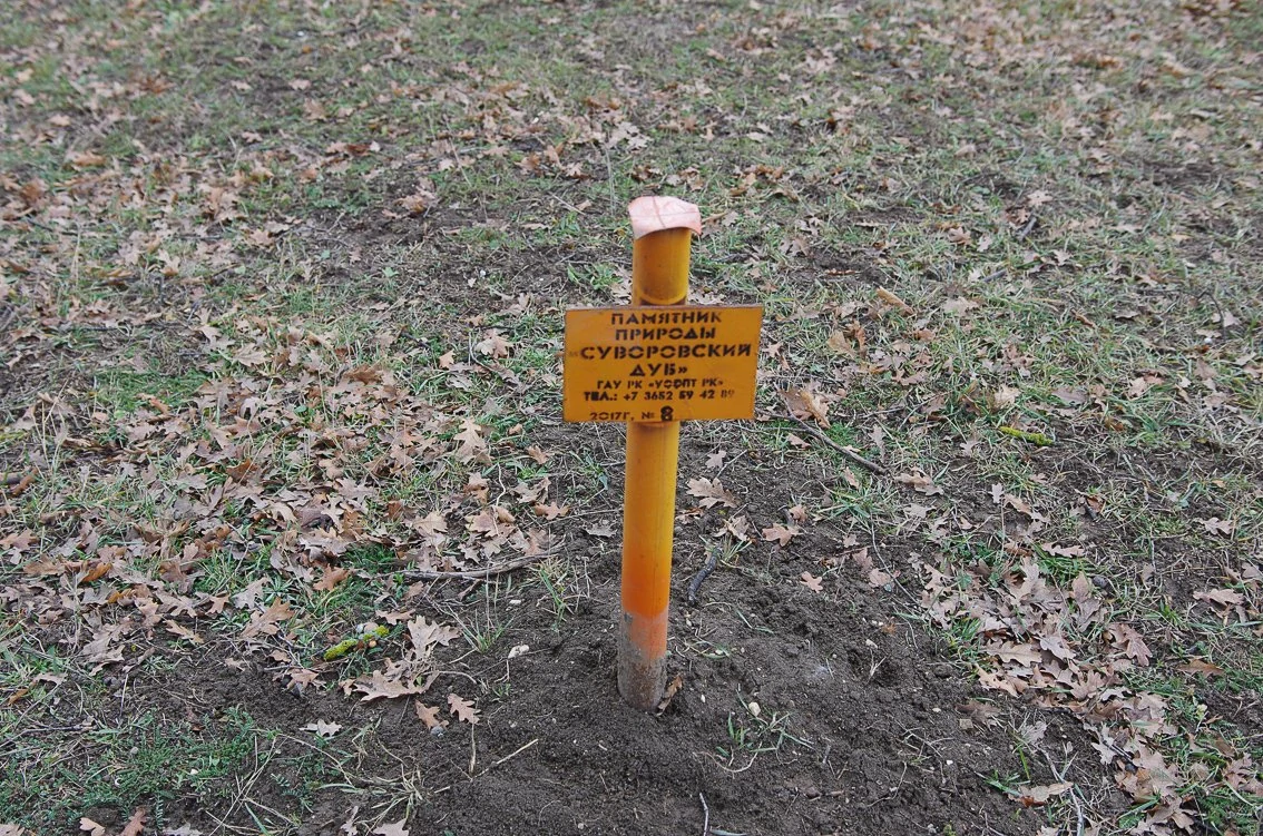 Суворовский дуб-1-10.jpg