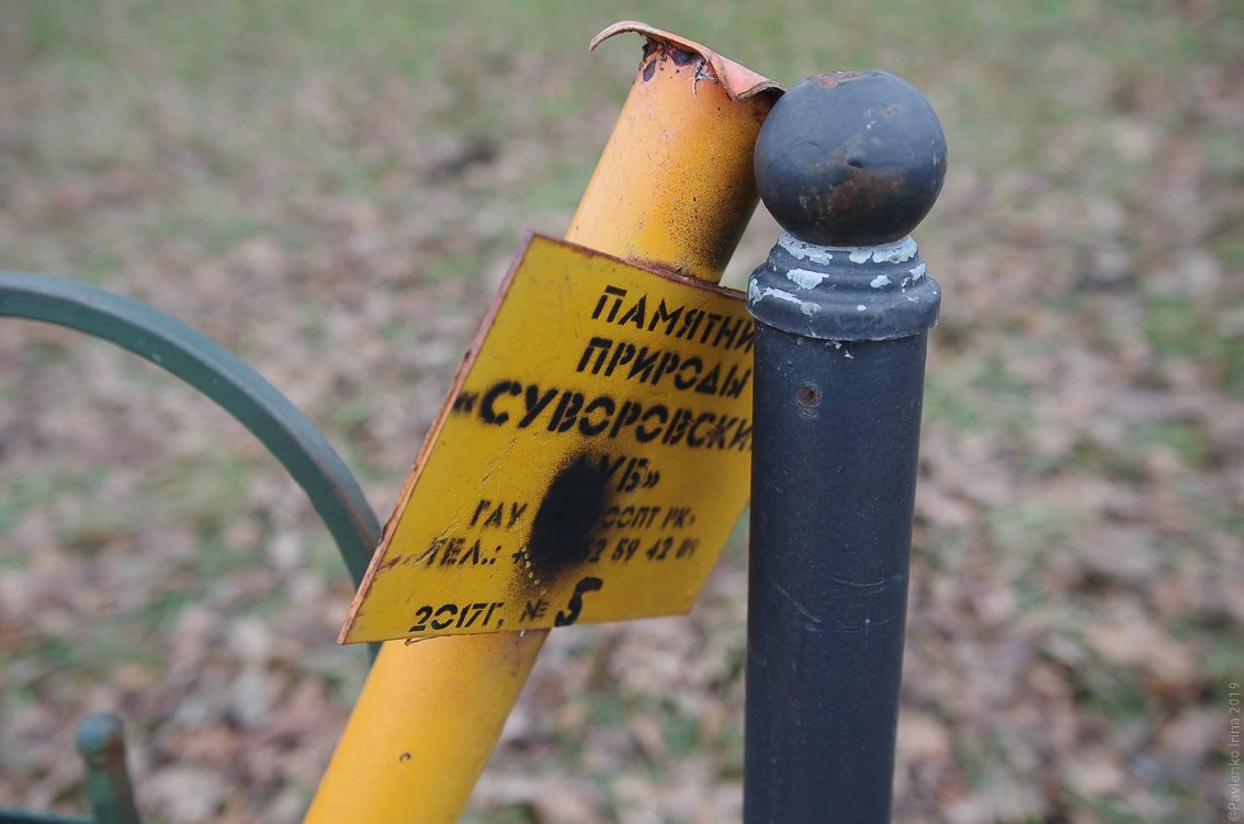 Суворовский дуб-1-8.jpg