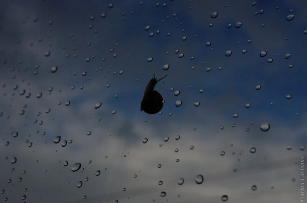 Улитка по оконному стеклу ползет