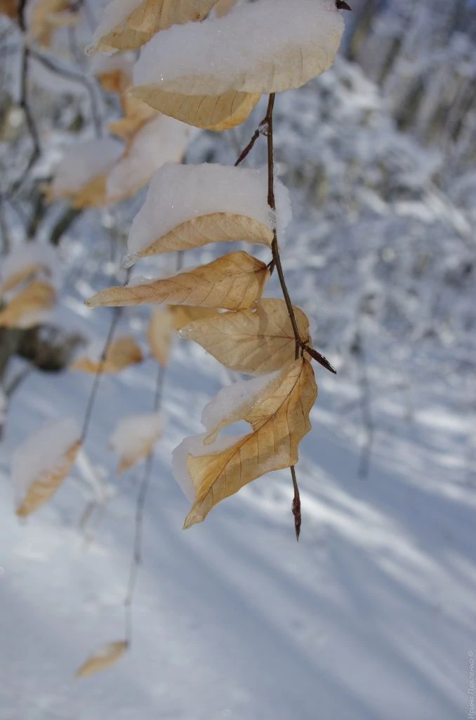 Черемисовские водопады, дорога