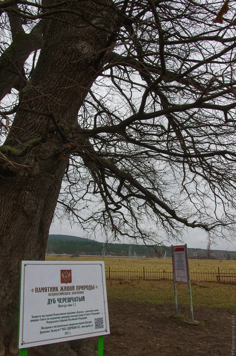 Суворовский дуб-1-6.jpg Суворовский дуб-1-6.jpg