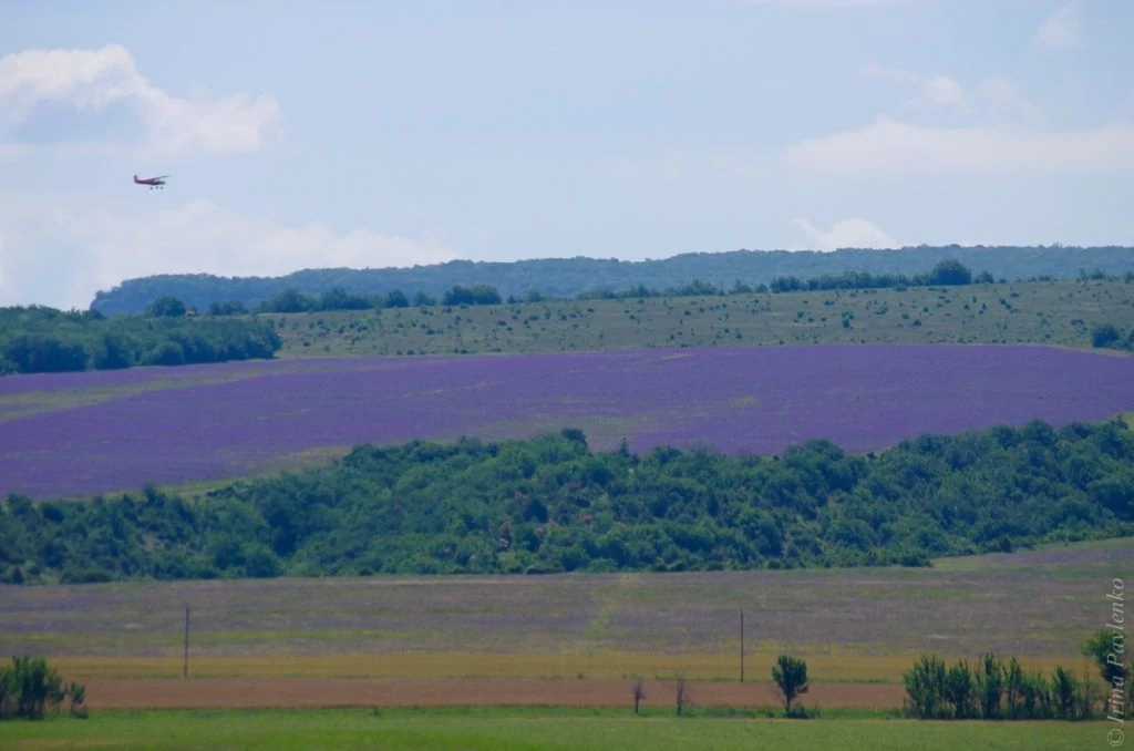 Лаванда и самолёт