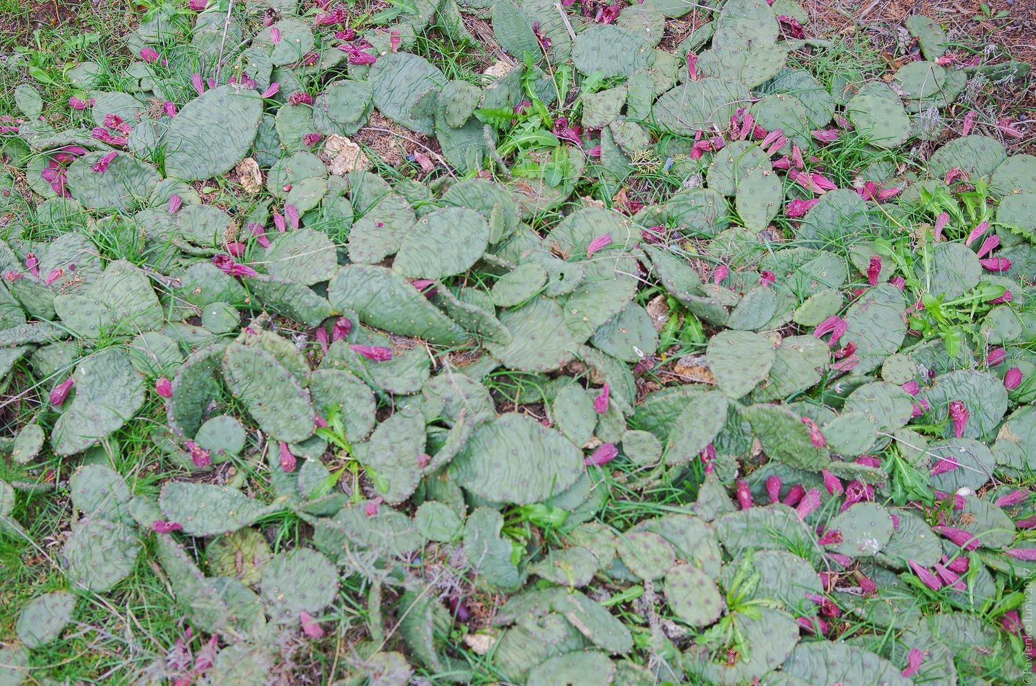 Новый свет. Опунция.jpg Новый свет. Опунция.jpg