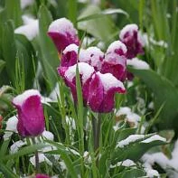 Весна в снегу