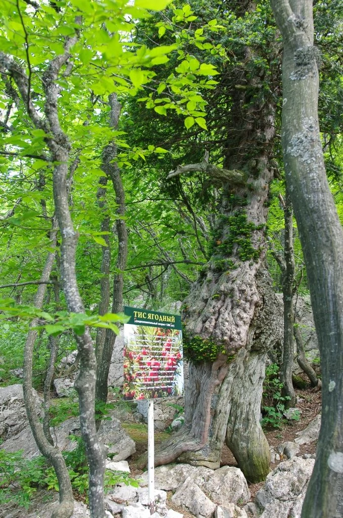 Тис ягодный, Ай-Петри