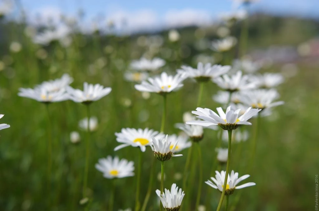 Ай-Петри ромашки