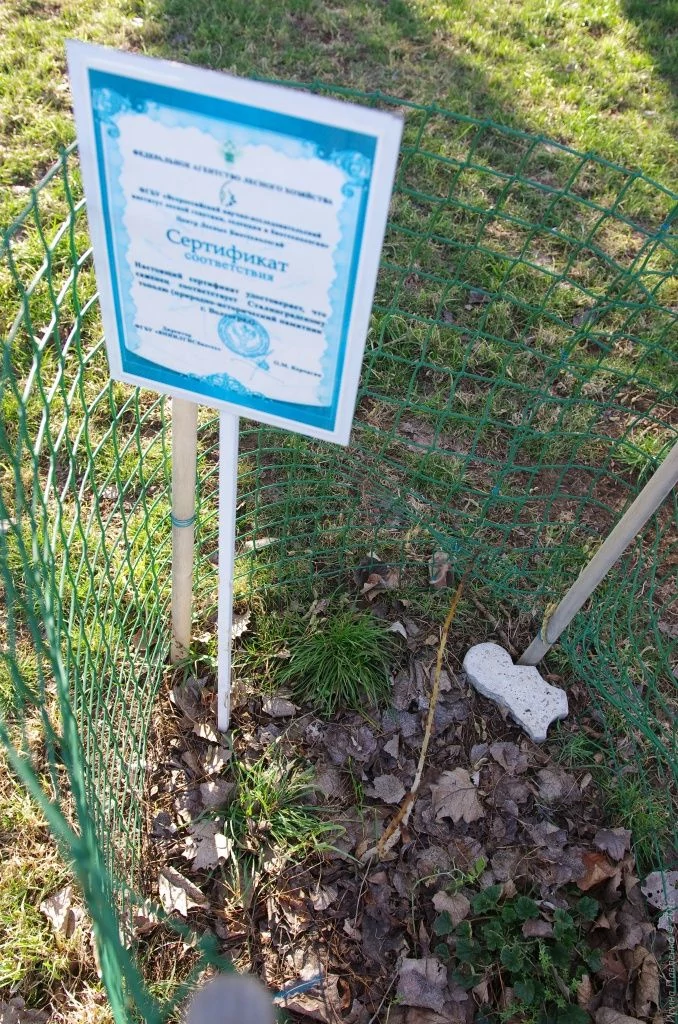 Феодосия, тополь Победы