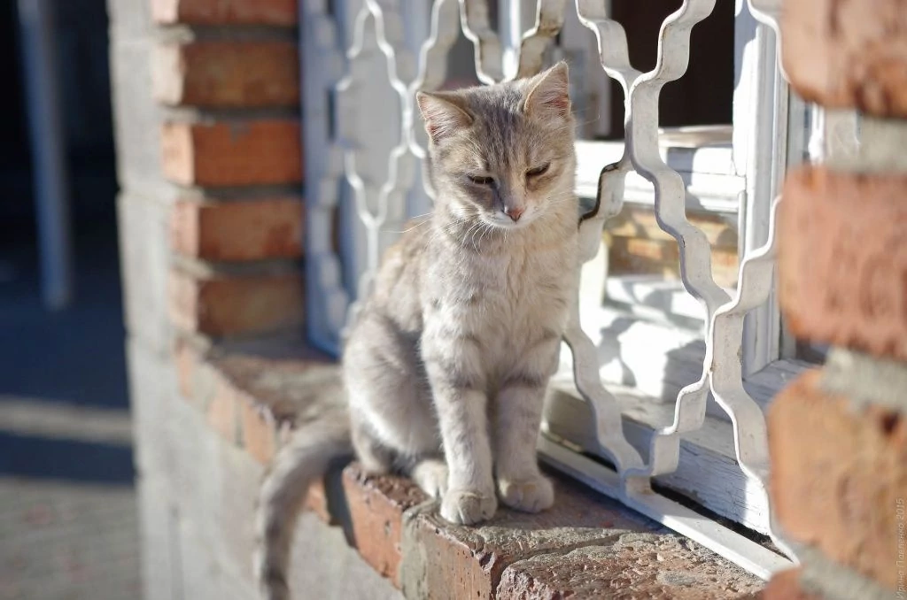 Кот, Херсонес, касса Кот, Херсонес, касса
