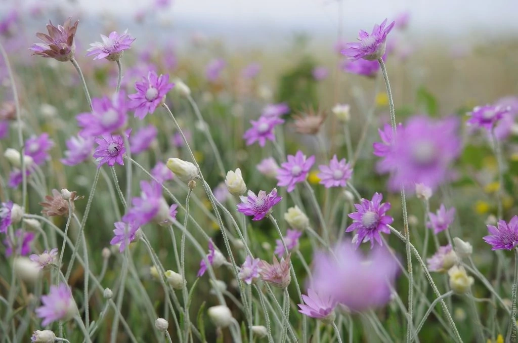 Цветы Казантипа