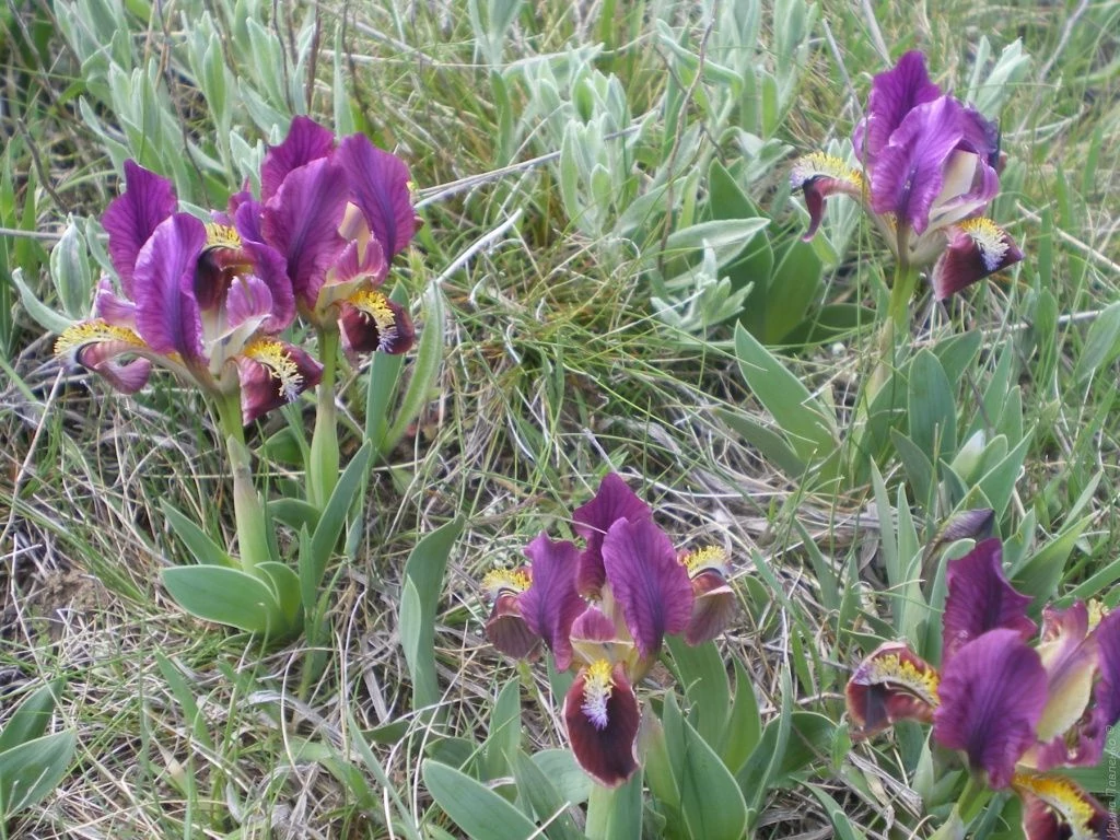 На полях цветут ирисы На полях цветут ирисы